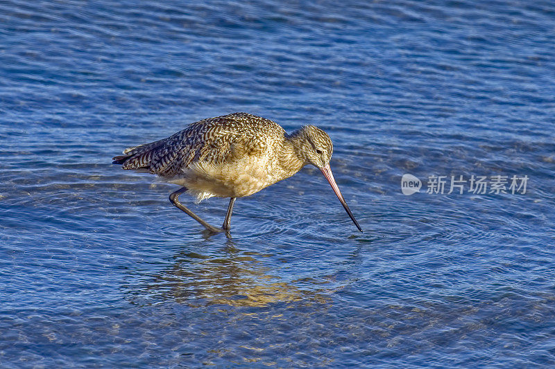 大理石雕塍鹬(Limosa fedoa)是一种大型迁徙滨鸟，属于鹬科。酒窖湾,加利福尼亚州;Scolopacidae鸻形目。